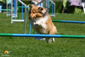 20 Monate beim Agility